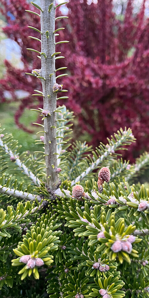 Korea nulg väikeste käbidega aiakujunduses.